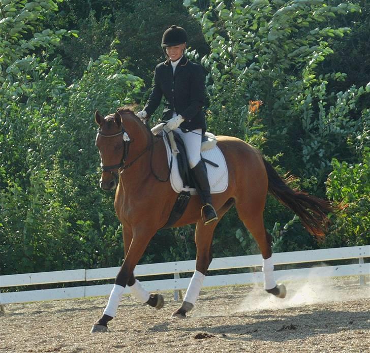 Dansk Varmblod Zaphir DH 4329 - RIP  - Zaphirs pige efter SamSam - bestod sin rideprøver og blev RDH-hoppe ;-) billede 9