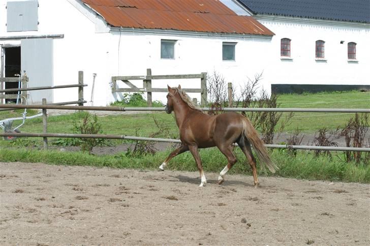 Welsh Pony (sec B) Bjerregårds Xenox  - Han traver så smukt ;D billede 15