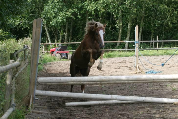 Welsh Pony (sec B) Bjerregårds Xenox  - Xenox der springer rigtig smukt :D billede 16