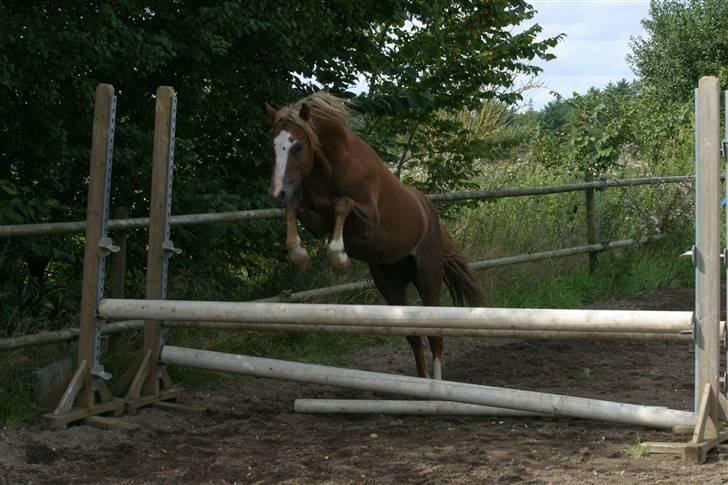 Welsh Pony (sec B) Bjerregårds Xenox  - Xenox der springer rigtig smukt :D billede 17