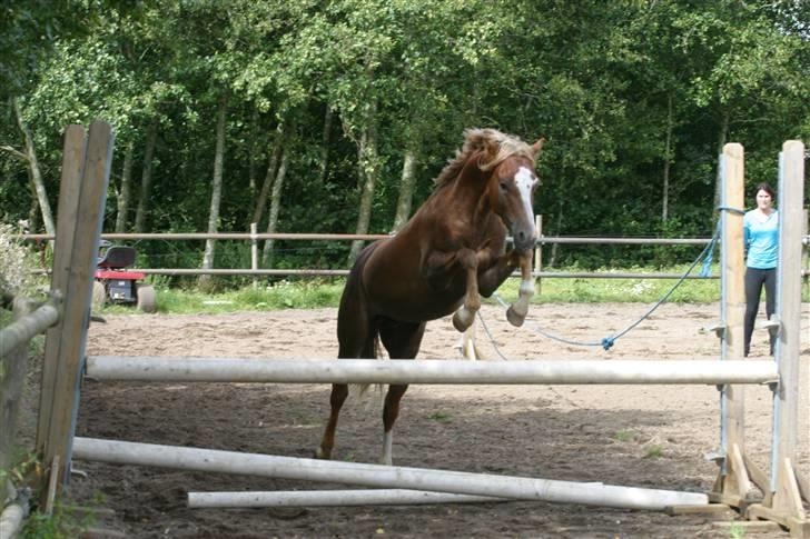Welsh Pony (sec B) Bjerregårds Xenox  - Xenox der springer rigtig smukt :D billede 18