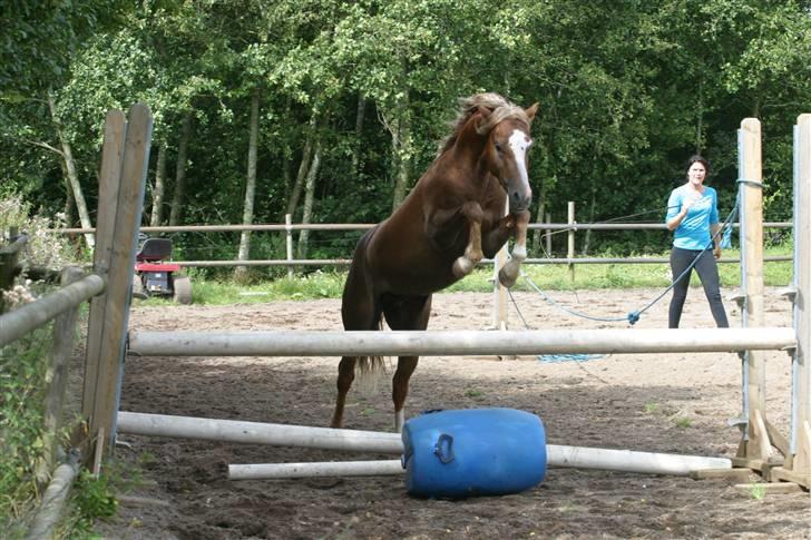 Welsh Pony (sec B) Bjerregårds Xenox  - Xenox der springer rigtig smukt :D billede 19