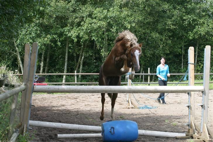 Welsh Pony (sec B) Bjerregårds Xenox  - Xenox der springer rigtig smukt :D billede 20