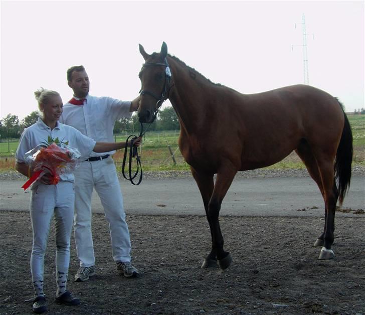 Dansk Varmblod Zaphir DH 4329 - RIP  billede 10