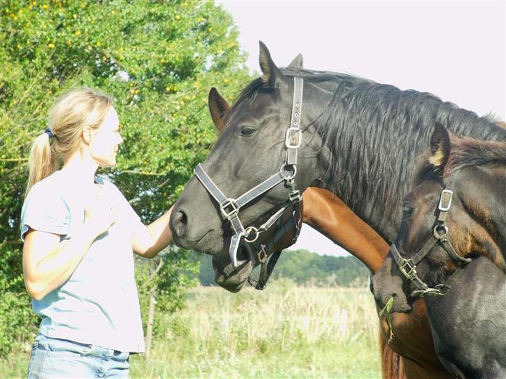 Anden særlig race Dansk varmblod - Zoya billede 9
