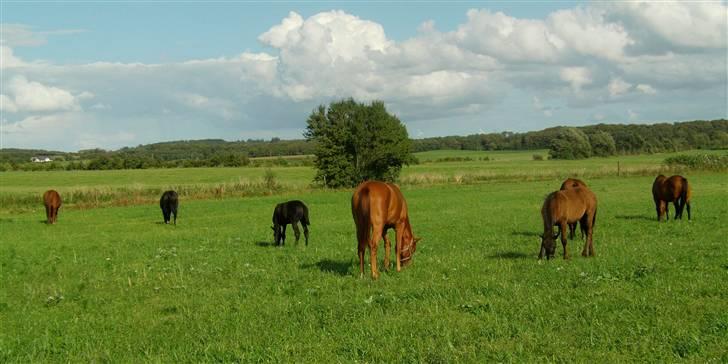 Dansk Varmblod Zelina Z billede 11