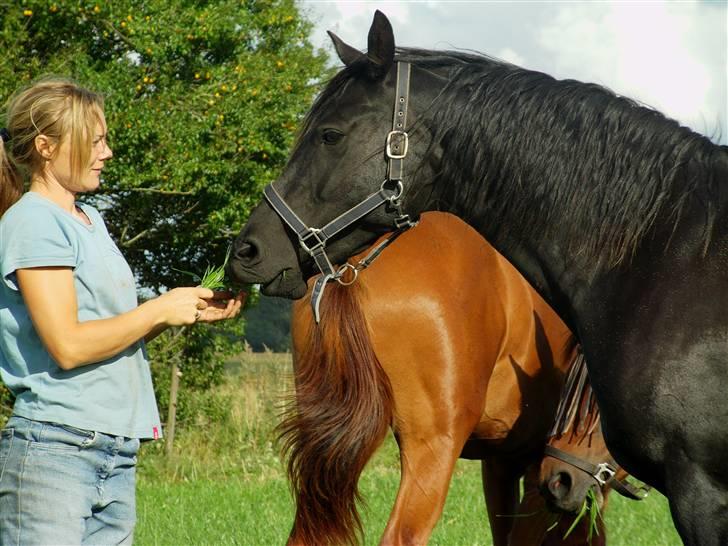 Anden særlig race Dansk varmblod - Zoya - august 09 billede 10