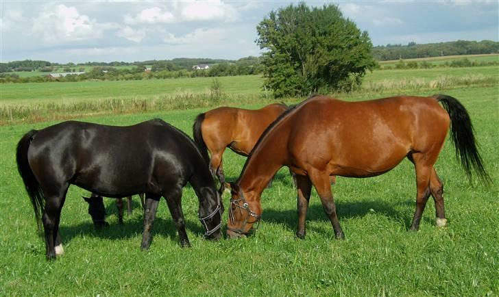 Anden særlig race Dansk varmblod - Zoya billede 11