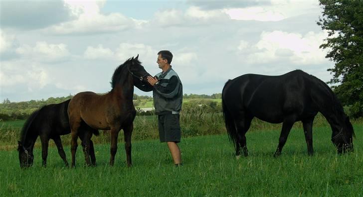 Anden særlig race Zilke  (DV+Frieser) - SOLGT billede 8