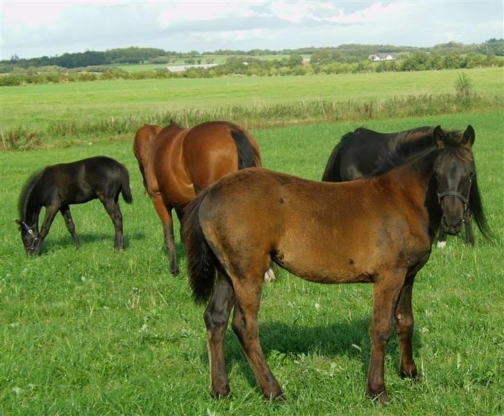 Anden særlig race Zilke  (DV+Frieser) - SOLGT billede 9