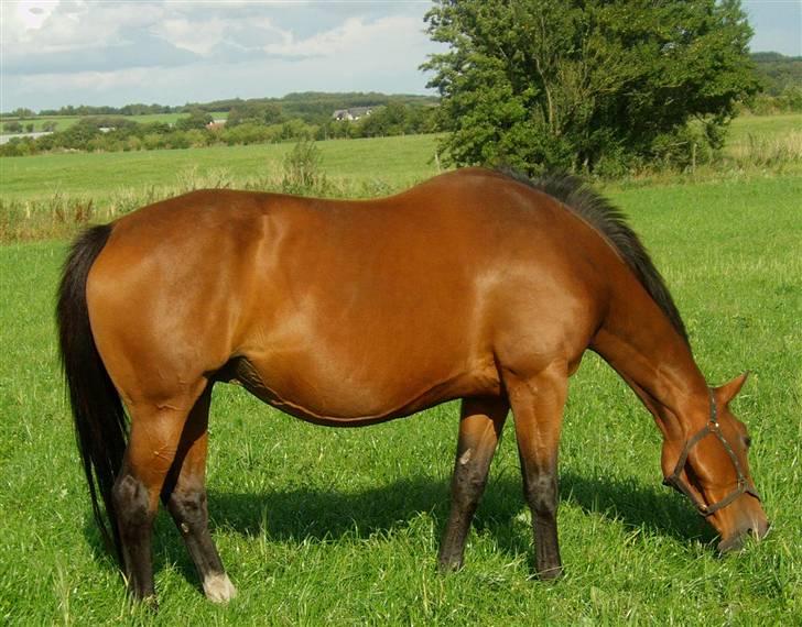 Dansk Varmblod Zaphir DH 4329 - RIP  - En rigtig grovæder ;-) billede 11