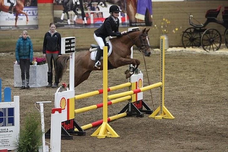 Hollandsk Sportspony Jas. Ginger - solgt. - ginger sommer 09 billede 7