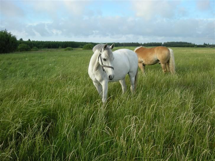 Welsh Pony (sec B) Bohemo Idol (Solgt) - smukkeste på folden billede 9