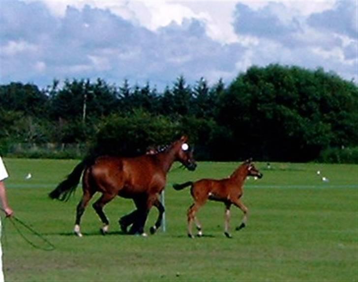 Dansk Varmblod Zaphir DH 4329 - RIP  billede 12