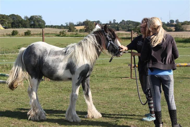 Irish Cob Banjas Otto -Hingst - Du slipper altså ikke endnu Otto..  August 2009 billede 20