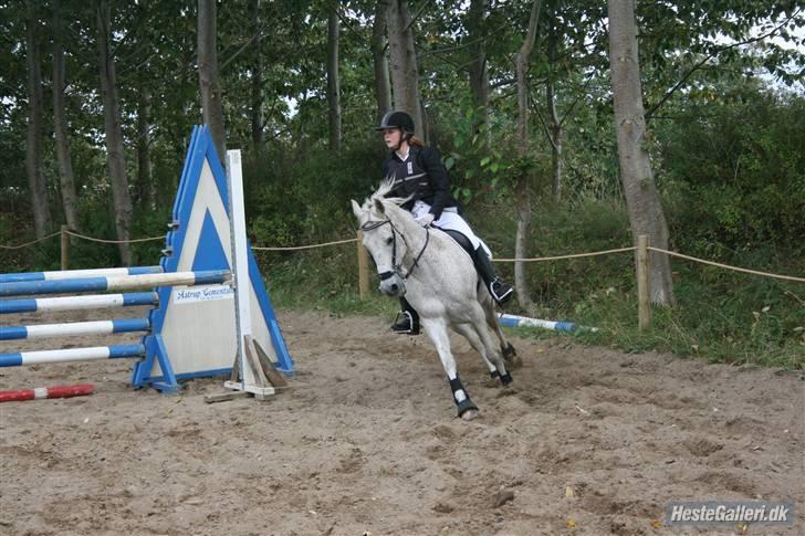 Anden særlig race Silver - Silver der springer sin første ULC hvor vi kom fejlfrit igennem! Han var SÅ sød. billedet er taget af Heidi H billede 10