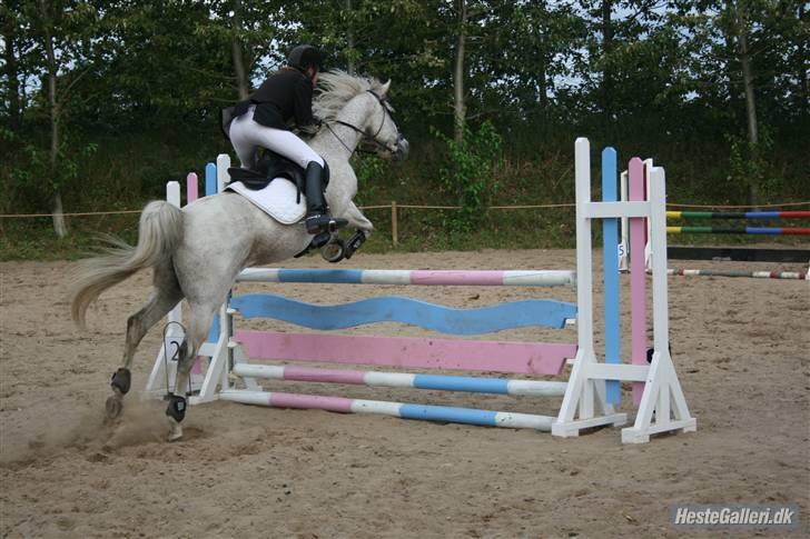 Anden særlig race Silver - Silver der springer sin første ULC hvor vi kom fejlfrit igennem! Han var SÅ sød. billedet er taget af Heidi H billede 12