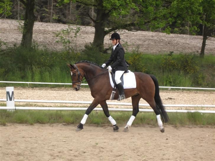 Dansk Varmblod Rúnan Rex billede 1