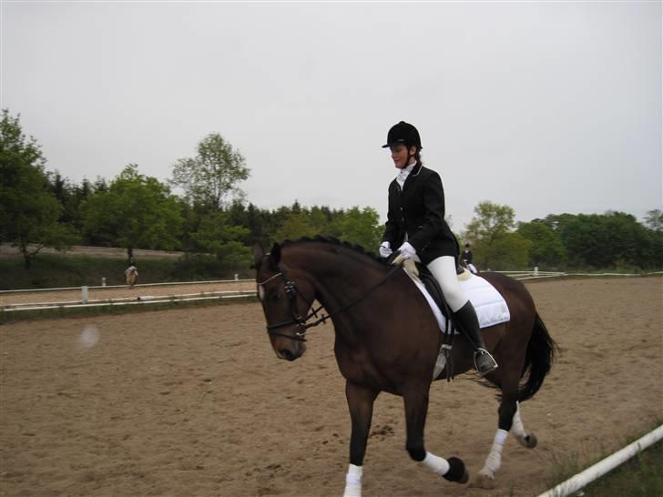 Dansk Varmblod Rúnan Rex billede 2