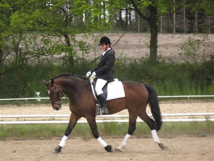 Dansk Varmblod Rúnan Rex billede 3