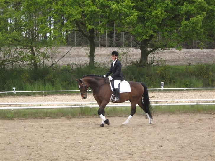 Dansk Varmblod Rúnan Rex billede 4