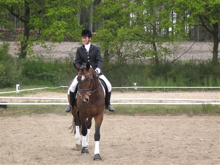 Dansk Varmblod Rúnan Rex billede 5