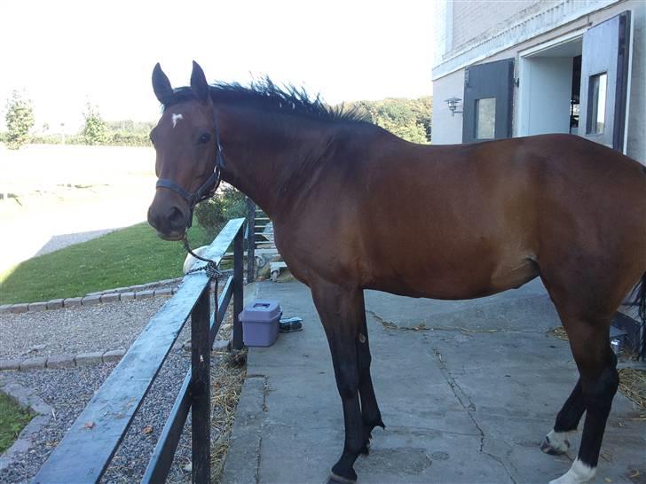 Trakehner Elpride (Solgt) - Lige kommet ind fra marken :)  billede 4