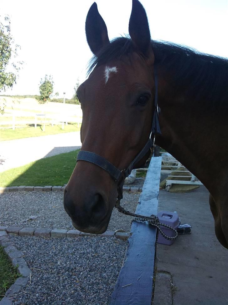 Trakehner Elpride (Solgt) - Nysgerrige lille´my . :)  billede 5