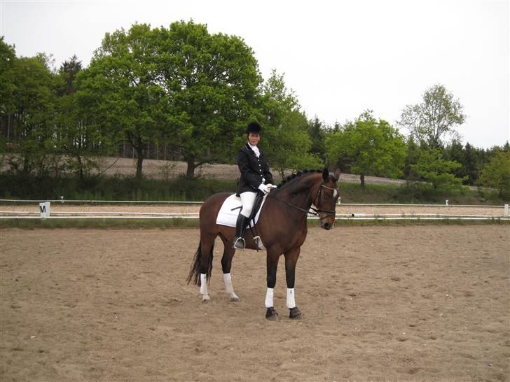 Dansk Varmblod Rúnan Rex billede 6