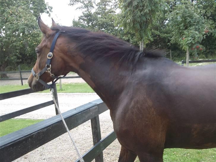 Trakehner Elpride (Solgt) - Efter et lille bad .  billede 6