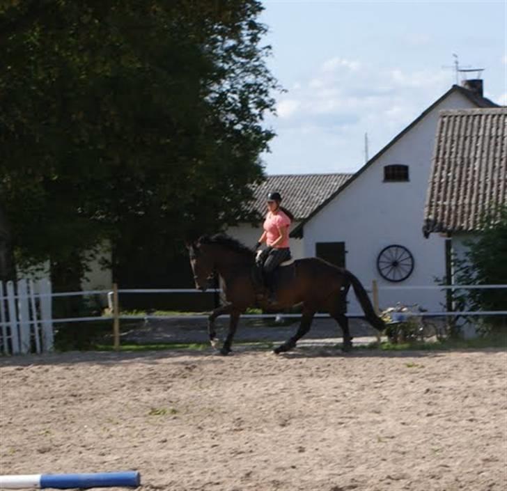 Dansk Varmblod Koko SOLGT. - Galop´galop billede 13