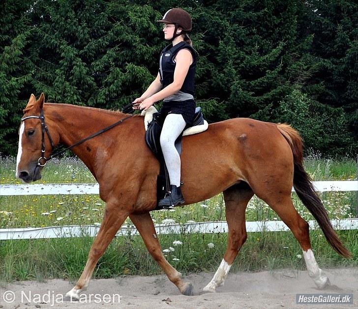 Dansk Varmblod Delight - Sommer 2010 - Foto Nadja billede 18