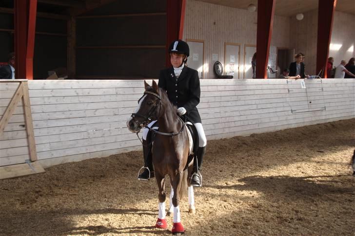 Welsh Pony (sec B) Silver - I looove this picture :) DM 09 Fotograf: Far :) billede 18