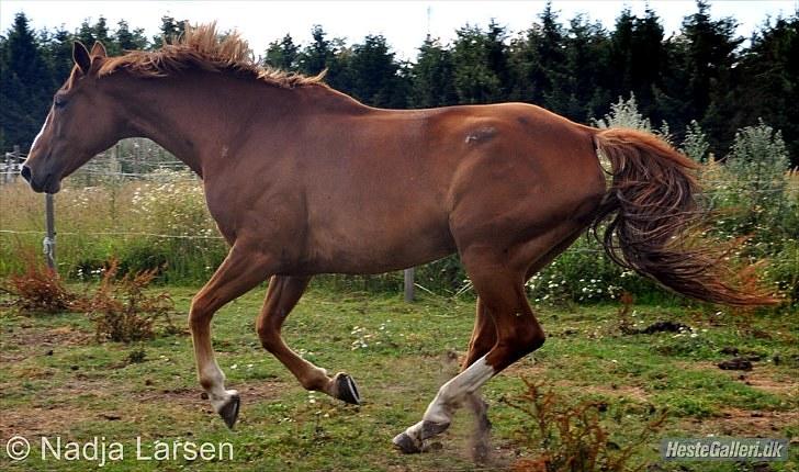 Dansk Varmblod Delight - Sommeren 2010, foto Nadja billede 19