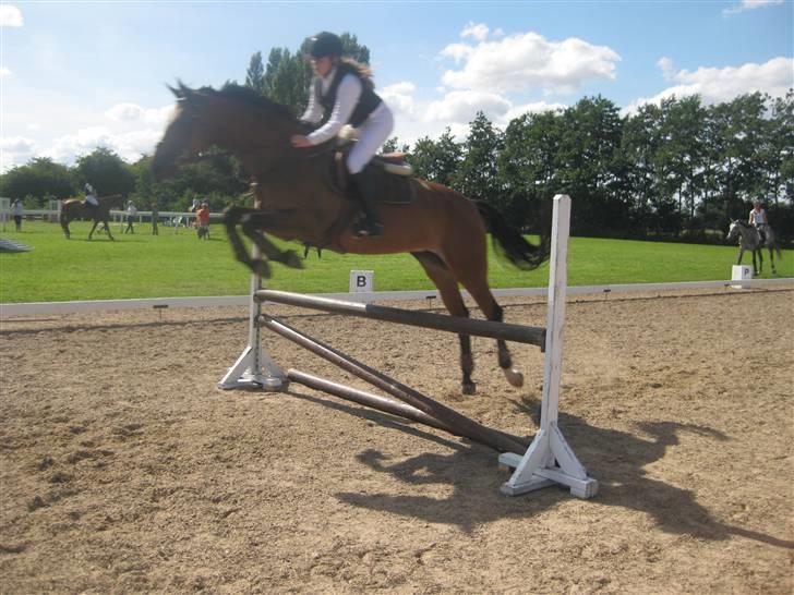 Svensk Varmblod Felicity (swb) solgt ;/ - hun sprang PERFECT der!??<3 billede 16