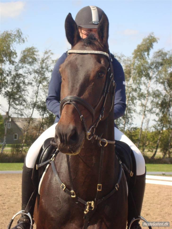 Oldenborg O'malley  - Er han da ikke smuk :p jeg elsker ham. Taget af: Tille  billede 18