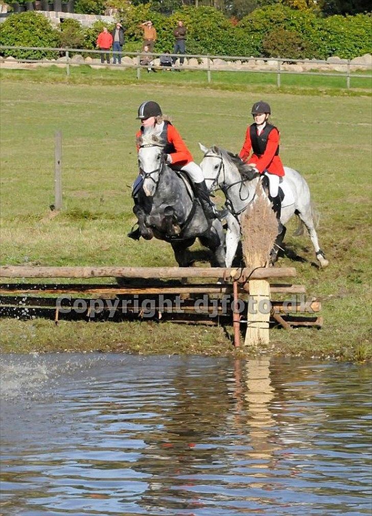 Welsh Cob (sec D) Jackpot<3 (Himmelhest) - rigtig god jagt!!!! fuld ført  billede 11