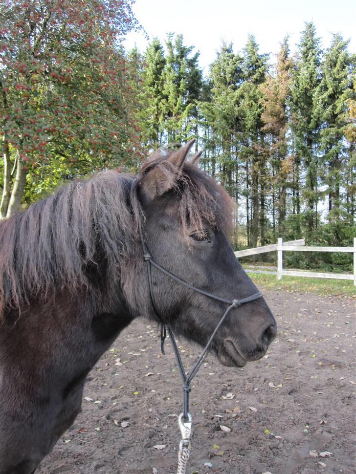 Anden særlig race Figaro, du glemmes aldrig - 1# en engel sendt direkte fra den smukkeste stjernehimmel i: billede 1