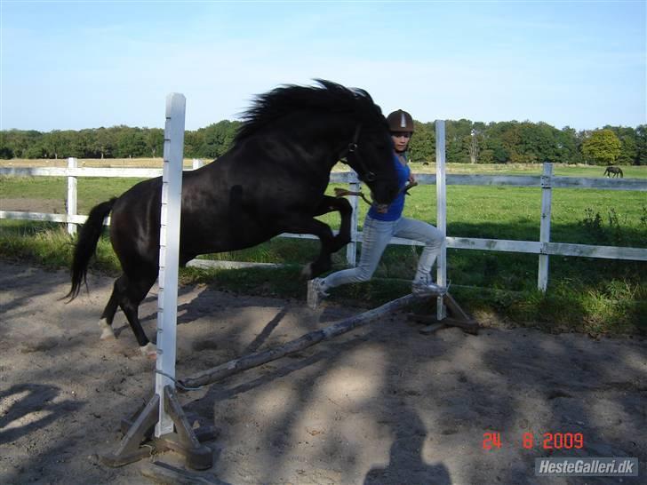Anden særlig race Figaro, du glemmes aldrig - 4# hop med mig lille hest (,: fotoet er taget af Louise Thomsen! :D billede 4