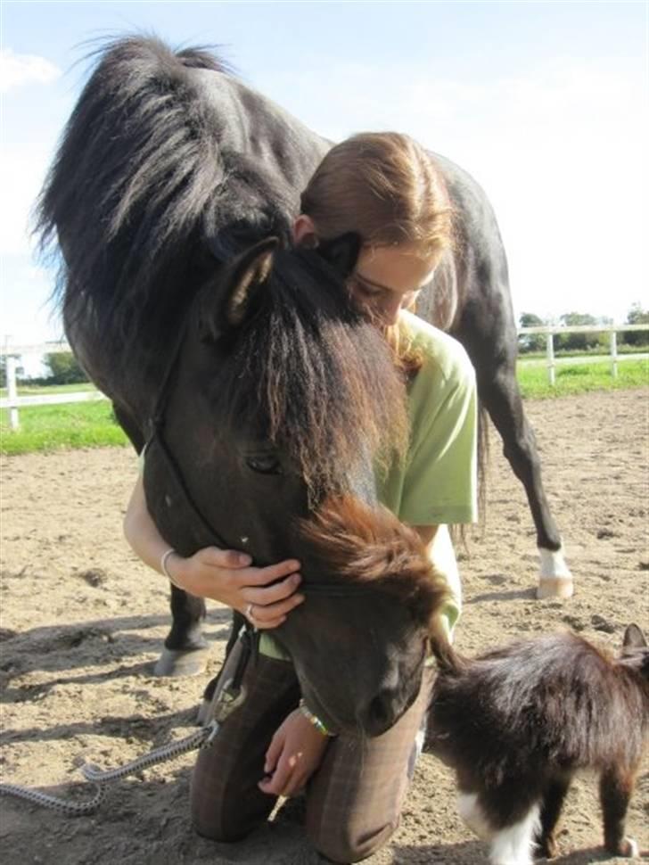 Anden særlig race Figaro, du glemmes aldrig - 10# så blid, så kærlig, så venlig - figaro, det er dét der gør dig helt uimodståelig! billede 10