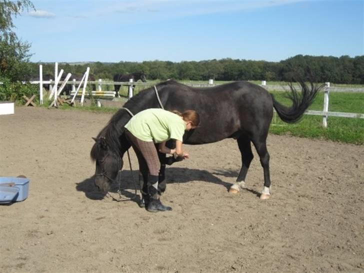 Anden særlig race Figaro, du glemmes aldrig - 11# en pony, hvis personlighed er hundrede gange større end ham selv ö! billede 11