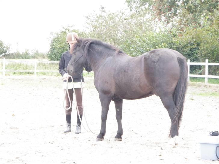 Anden særlig race Figaro, du glemmes aldrig - 12# sødesøde ponydreng, du bliver aldrig glemt. billede 12