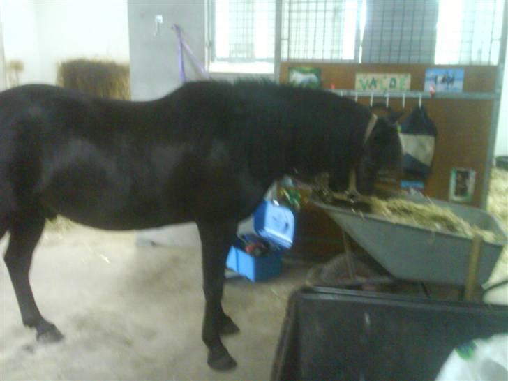 Anden særlig race Valde-solgt..;( - jaah MAD billede 10