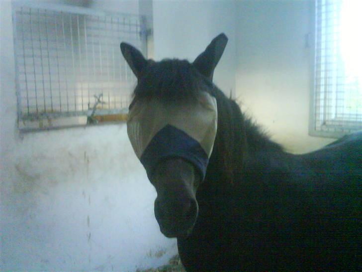 Anden særlig race Valde-solgt..;( - han ligner lidt en fluexD billede 11