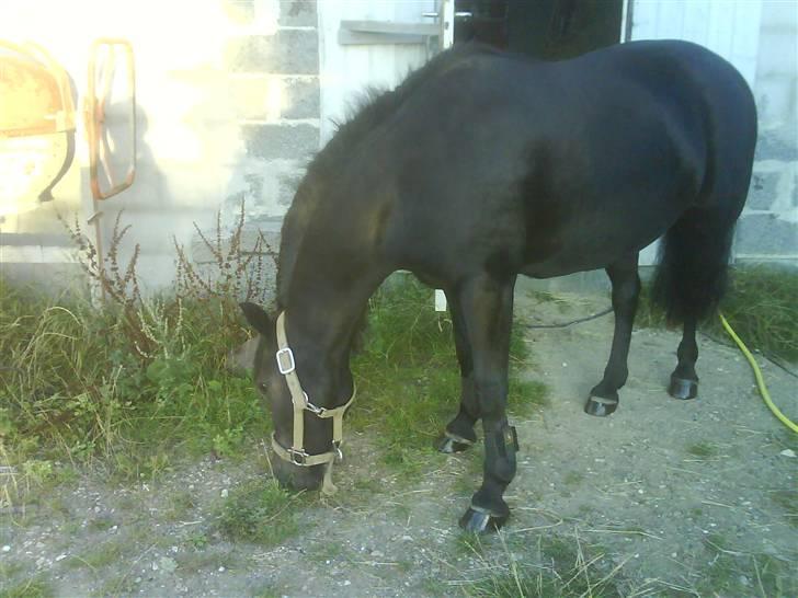 Anden særlig race Valde-solgt..;( - uhh græs billede 12