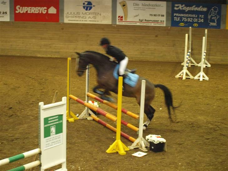 Dansk Varmblod Spanggaards Fire Girl    billede 5