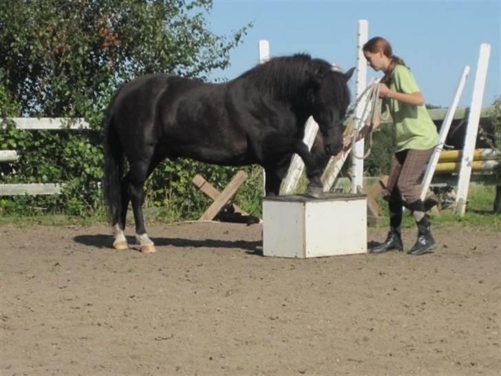 Anden særlig race Figaro, du glemmes aldrig - 14# Trick: Hov på kasse (: <3 billede 14