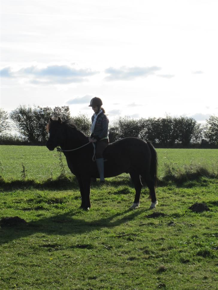 Anden særlig race Figaro, du glemmes aldrig - 17# i solens skarpe efterårsstol nød vi de varme solstråler og den kølige luft i: billede 15