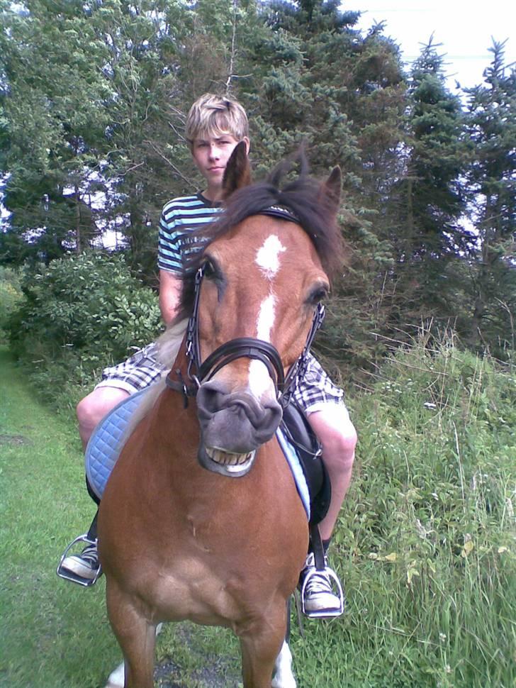 Pinto  winnietou solgt:( billede 19