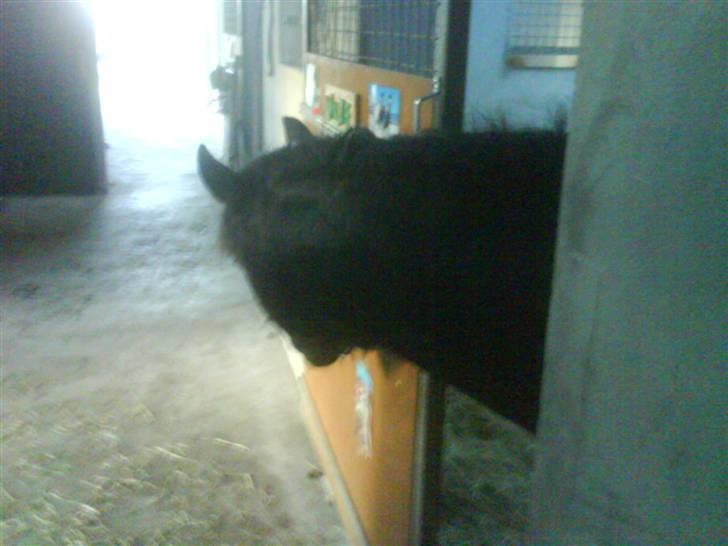 Anden særlig race Valde-solgt..;( - jeg vil gerne ud!<3 billede 13